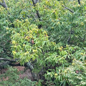 クリ🌰🌰🌰　沢山落ちてました
この栗もぉ😳