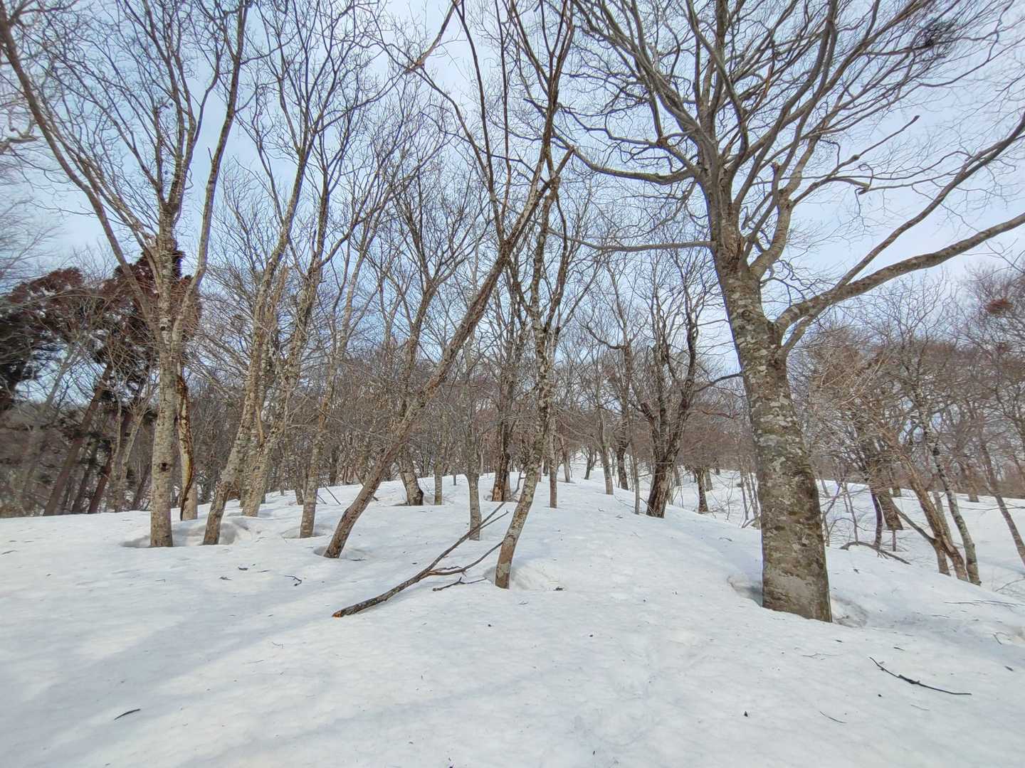 綺麗なブナ林✨