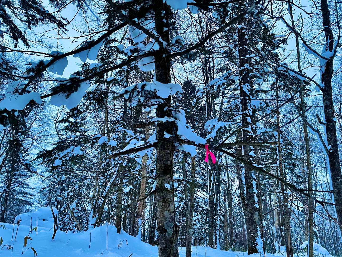 三ノ山はピンクテープのみでした🎗
日が暮れそうなので急いで下山🏃‍♀️