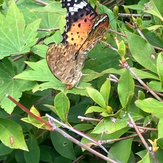 と思ったら
🦋が愛し合ってた😍
　