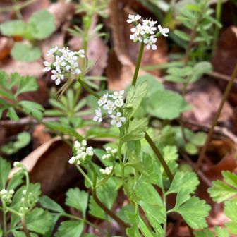村国山のいつものコースを
さっそくセントウソウに👀