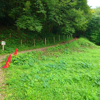 カタグリの群生地だそうです。花が咲くのは3月から5月頃なので、その頃にまた来たいです。