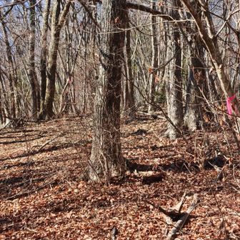 ここからは道迷い注意。
ピンクテープに従う
