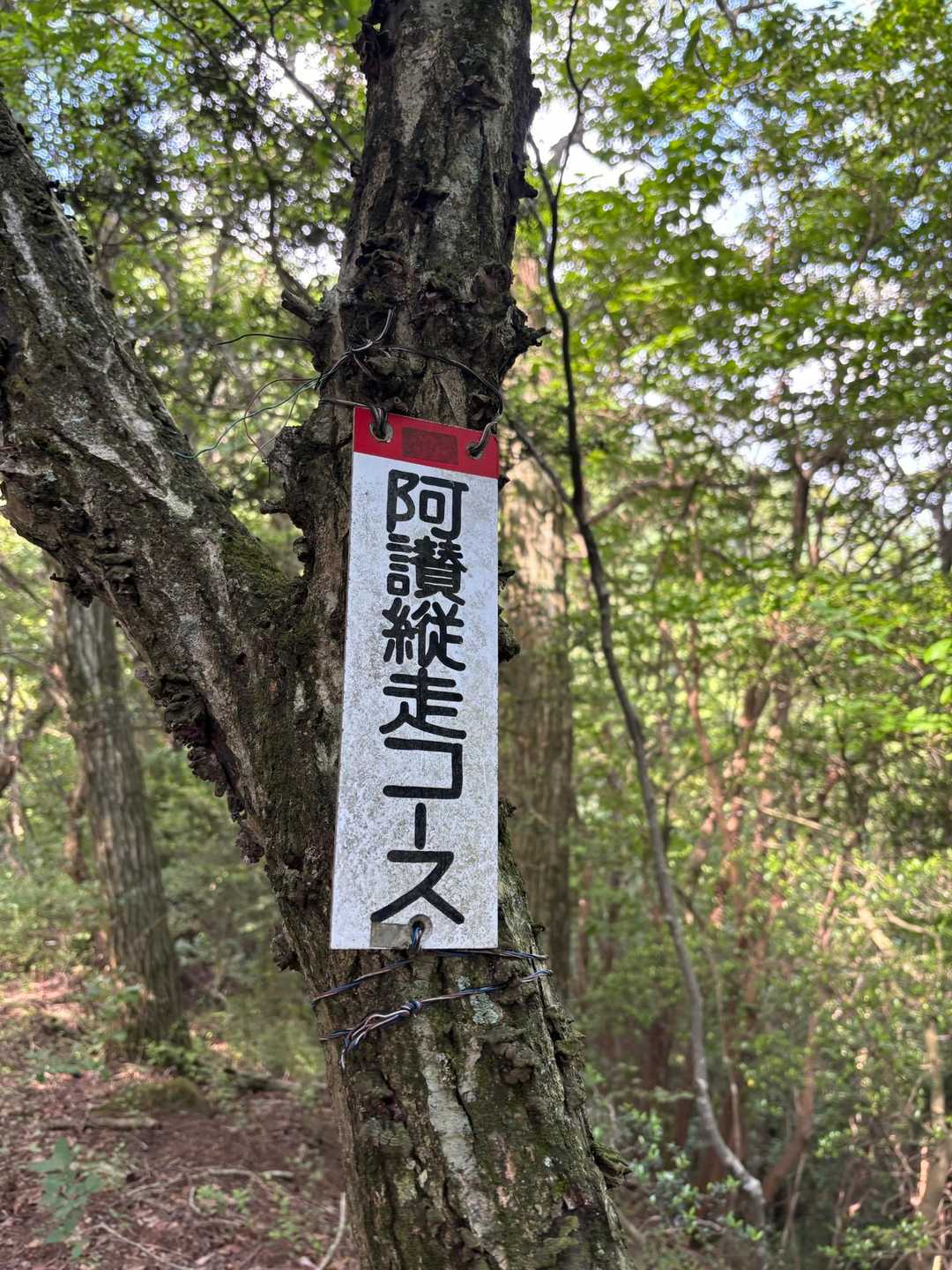 大相山 往復コースの写真