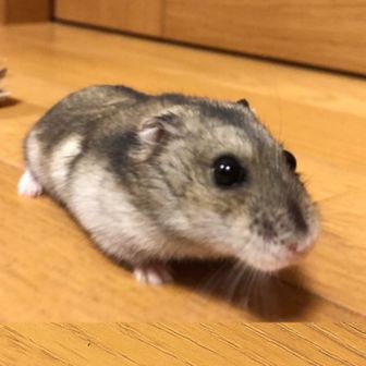 スチームあざらし