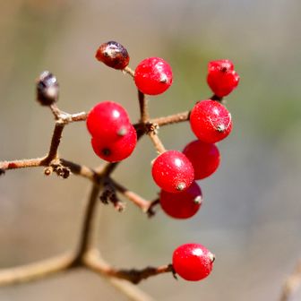 真っ赤〜❤️
ガマズミかな？