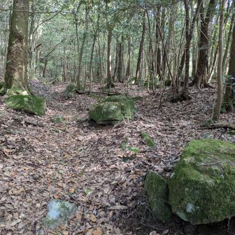 緩い登りが続く