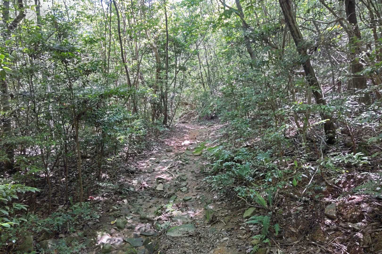 松子山-白鳥山 往復コースの写真