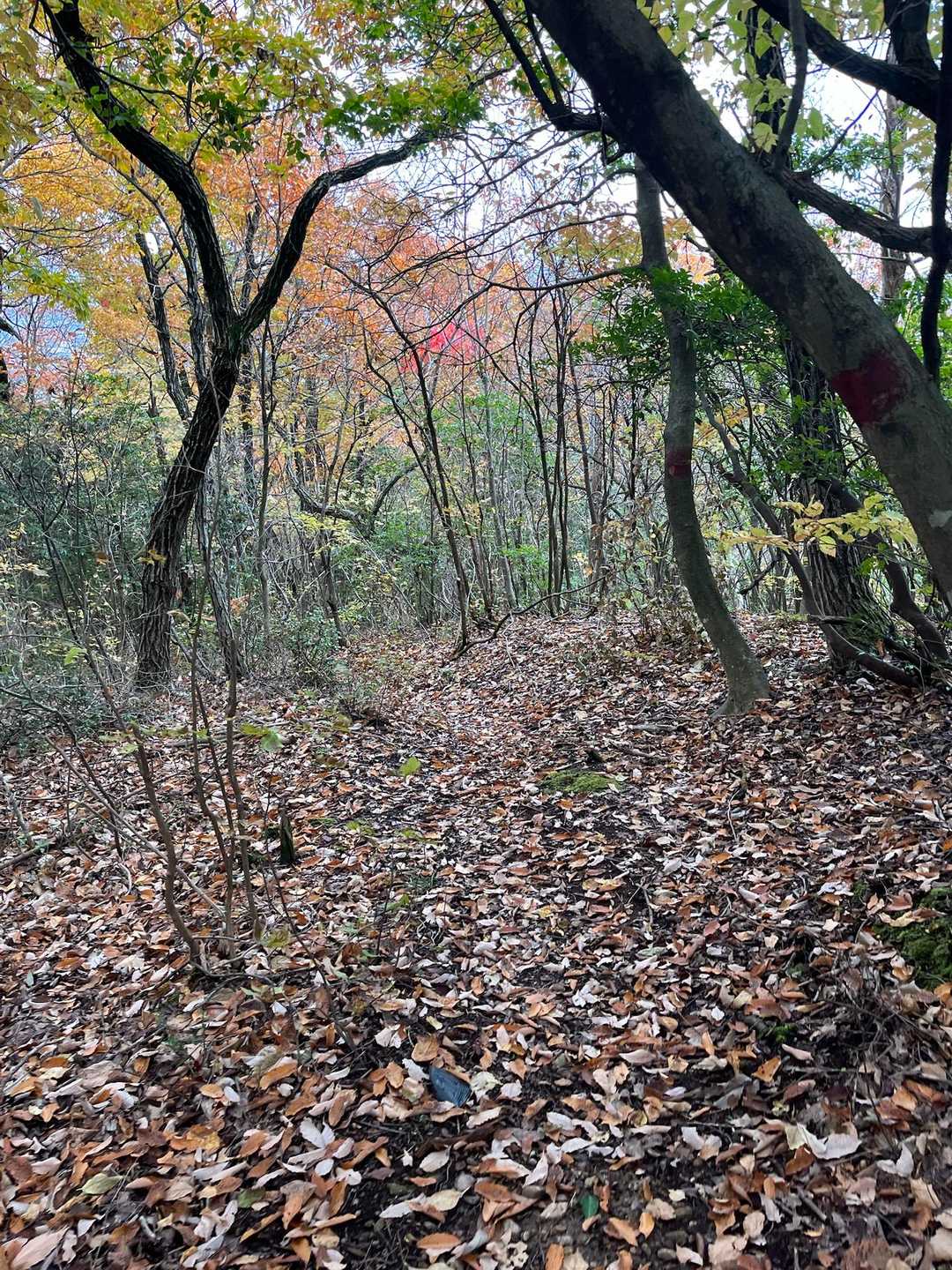 落葉してるけど綺麗な紅葉も🍁