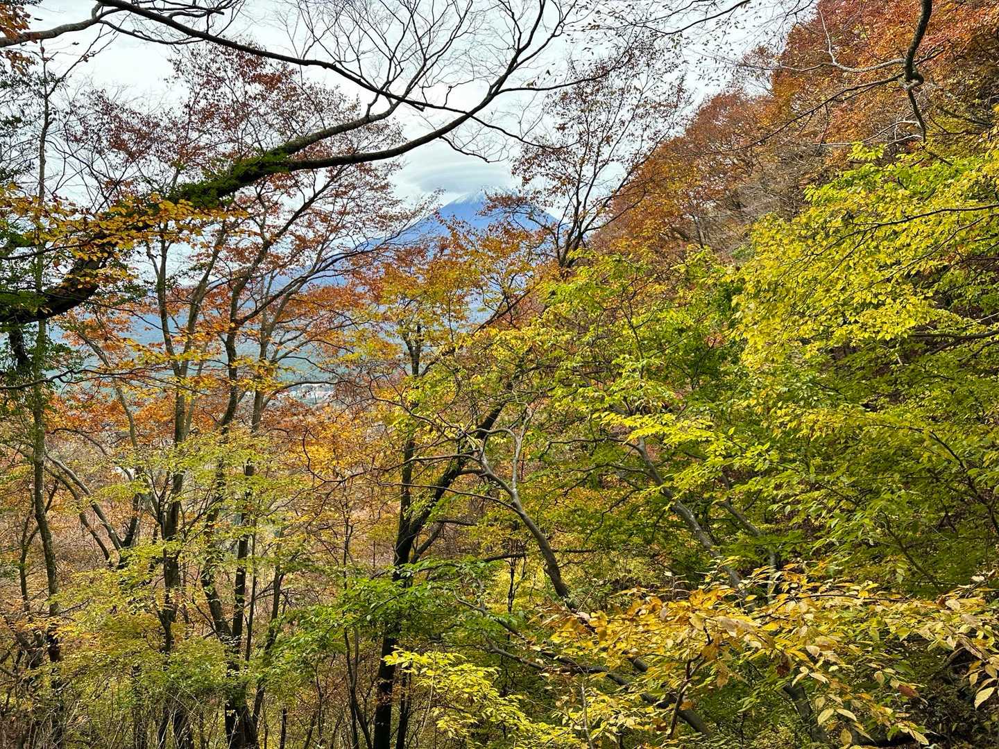 パノラマ台 | 富士山と樹海にそびえる側火山・大室山を間近に望む精進湖の展望台の写真