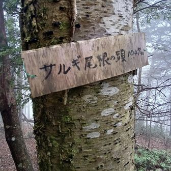 サルギ尾根ノ頭とも言うらしい