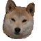 柴犬サクラ
