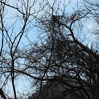 木の上に猿がいて、何か食べていたみたい