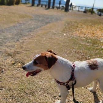 展望スポット
男性がドローン飛ばしてる。