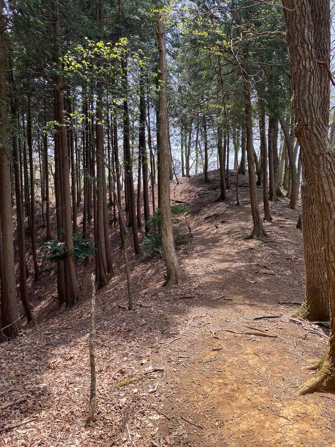 うん？ポンポン山笑