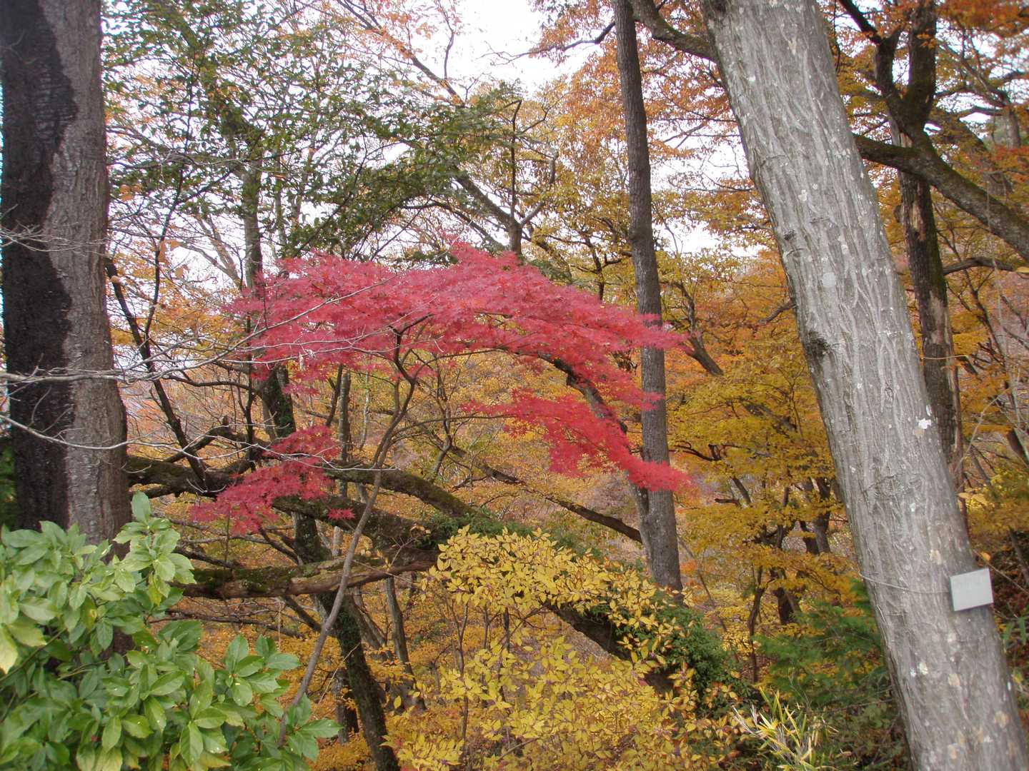 紅葉