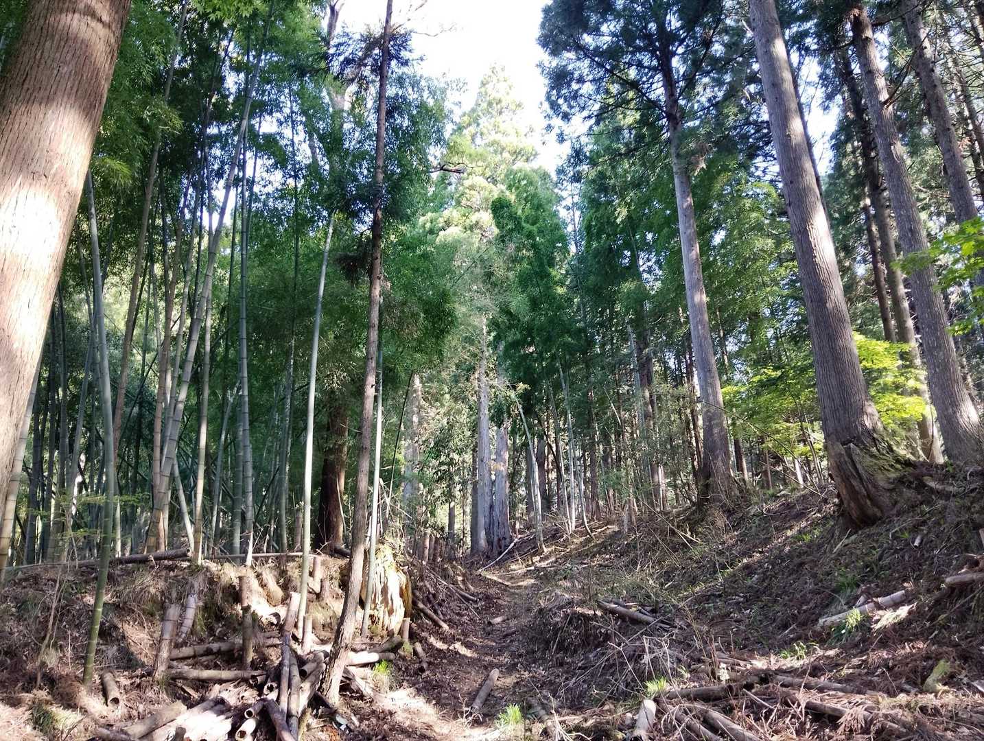 🌲✨手入れされてる✨🌲