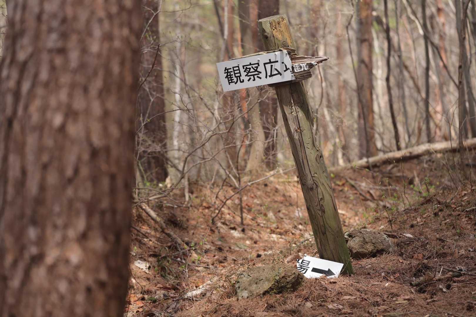 観察広場へ行ってみます
