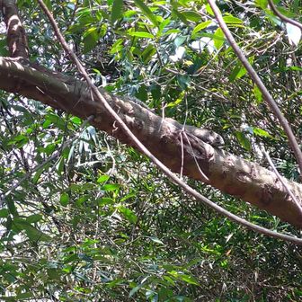 リス、です。この辺あちこちにおります。