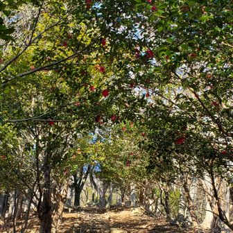 嫌いな木段登りも、山茶花見ながらやとちょっと楽しい😄