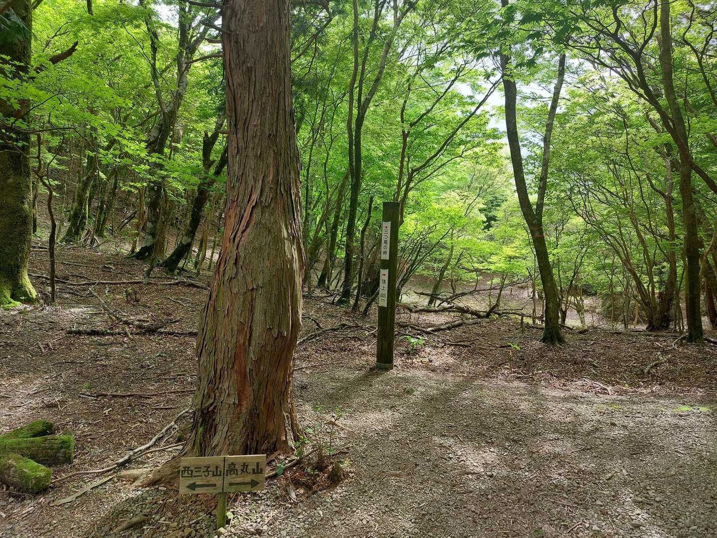 高丸山登山口-三つ尾の峠-高丸山 周回コースの写真