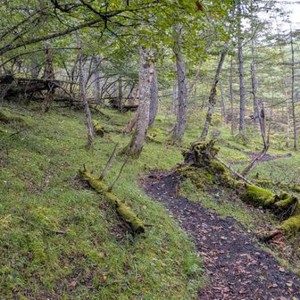 苔むした山道はいい感じ👍🤩