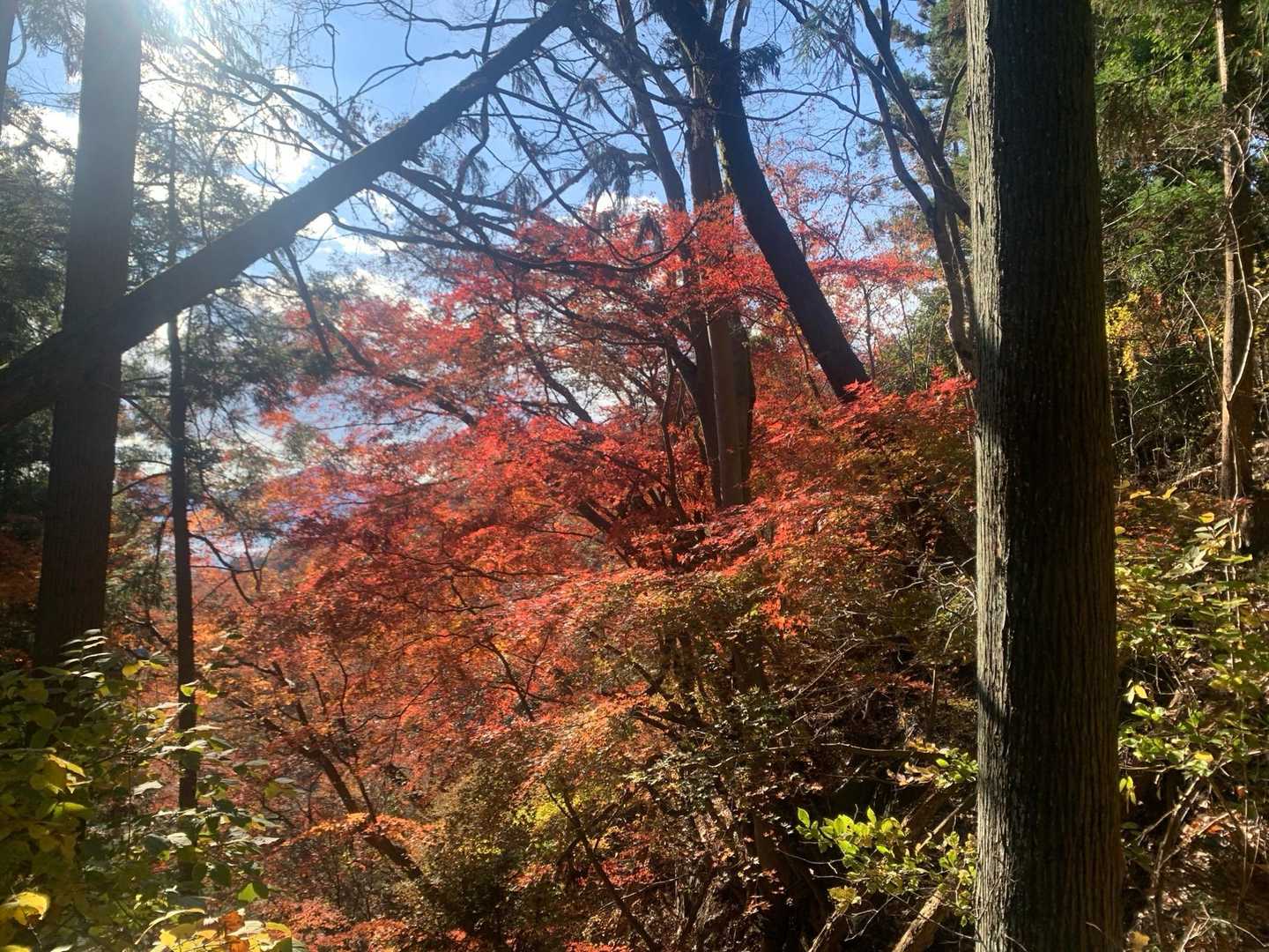 風戸入口バス停-破風山-札立峠-礼所前バス停 周回コースの写真