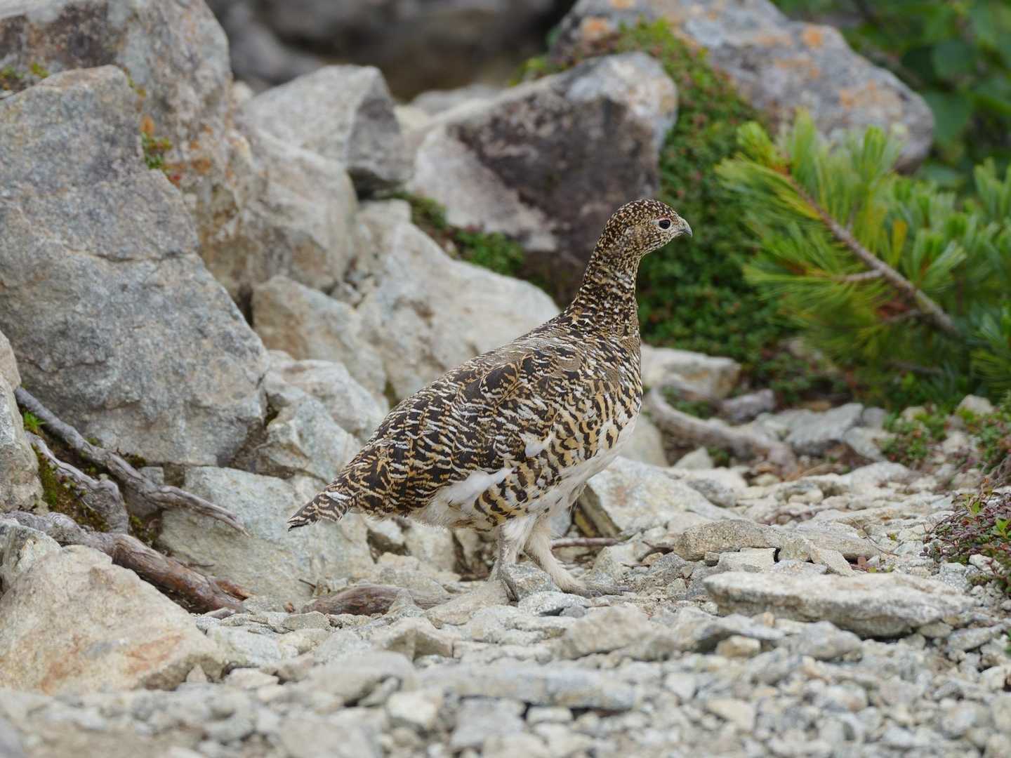 雷鳥🥰
あとから来られた登山者たちと譲り合っての撮影タイム📸