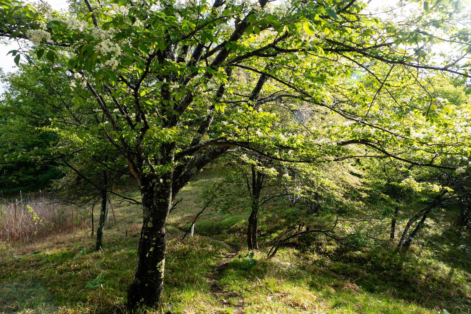 朝日が当たって気持ちのいい山道。