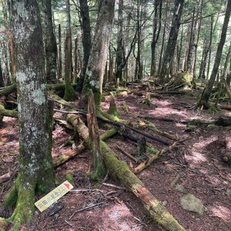 道があるようには見えませんが、大洞川の源流に向かって下山するマイナールートがあるようです。