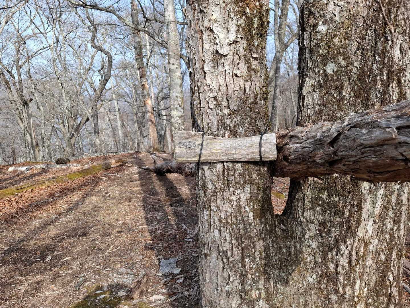 篶坂の丸　えんさかのまる？
標高は見えますが、名前はさっぱり見えません😆