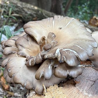 ‍🍄⭐️🟫✨️🍄‍🟫(🍄•᎑•🍄)🍄‍🟫✨️‍🟫⭐️🍄✨️