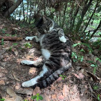 毛繕い中のモフモフ🐈