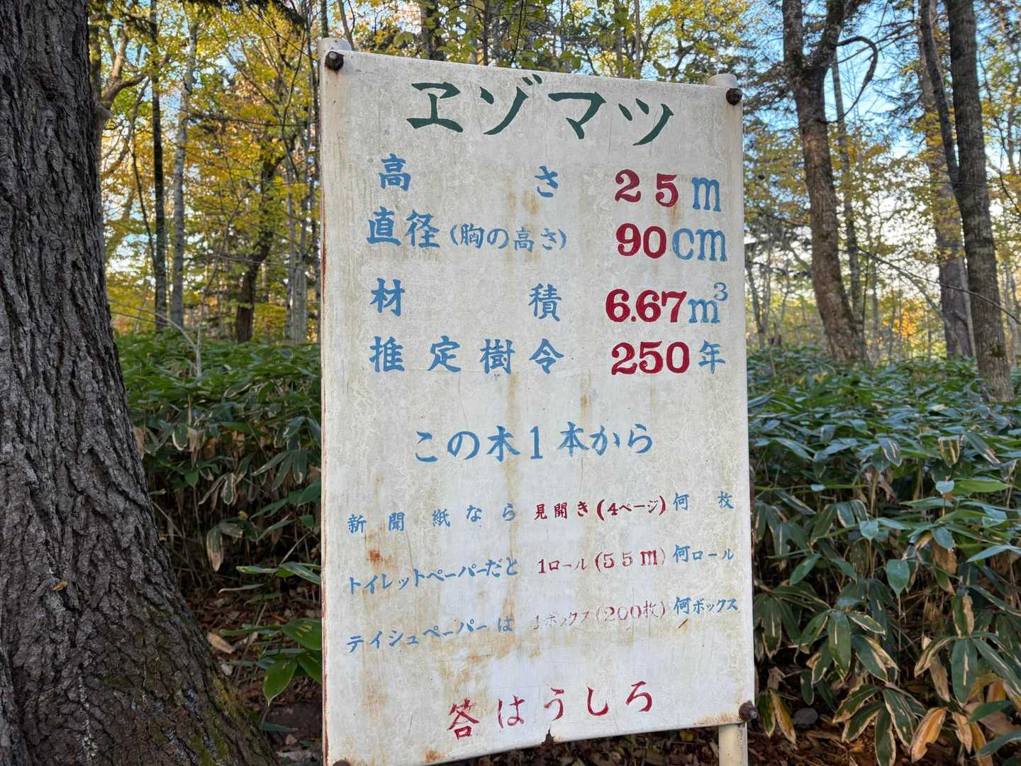 樹齢250年のエゾマツ🌲