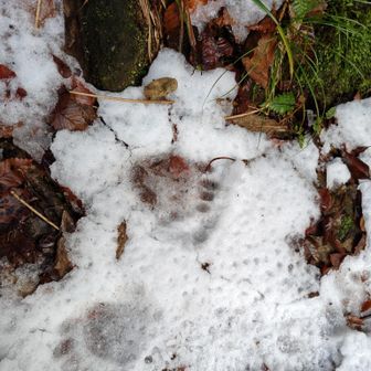熊の足跡（汗）