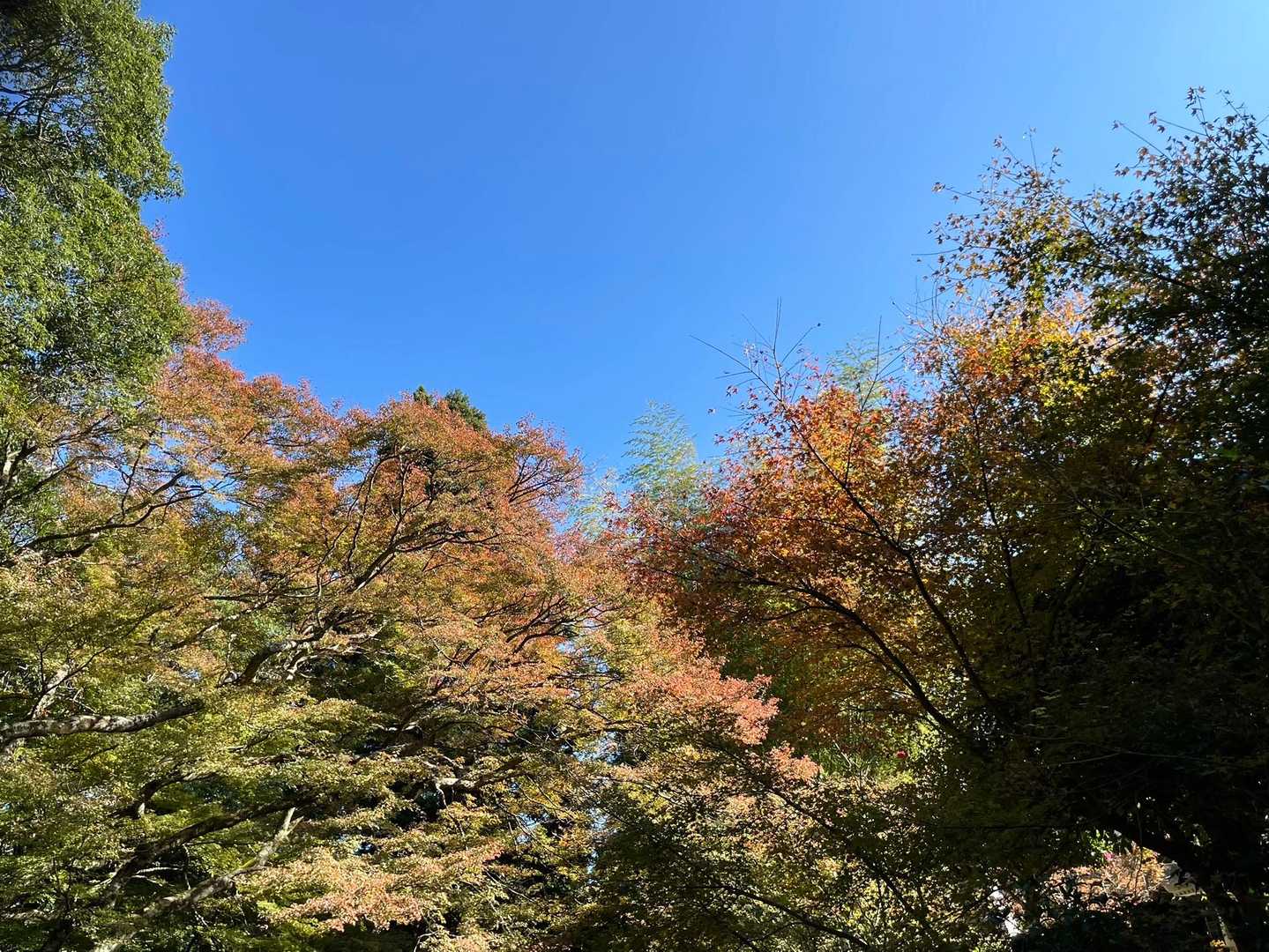 両子寺-両子山-走水観音 周回コースの写真