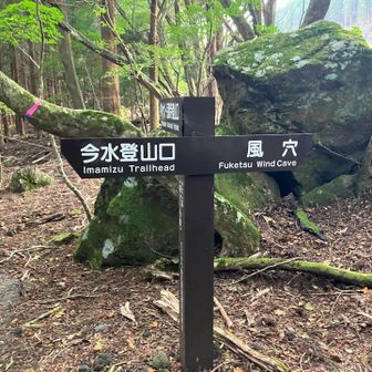 分岐
ピンクテープの方（岳麓寺）へ
