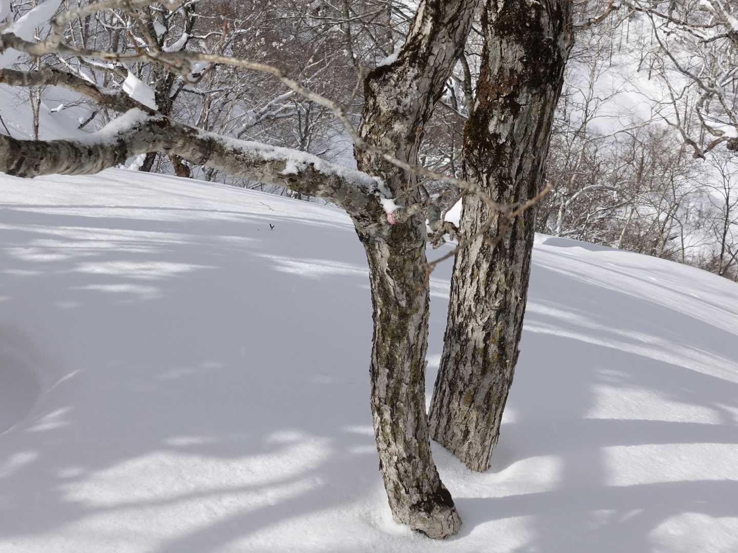 奔別岳山頂
ピンクテープがありました
山頂標識はなし