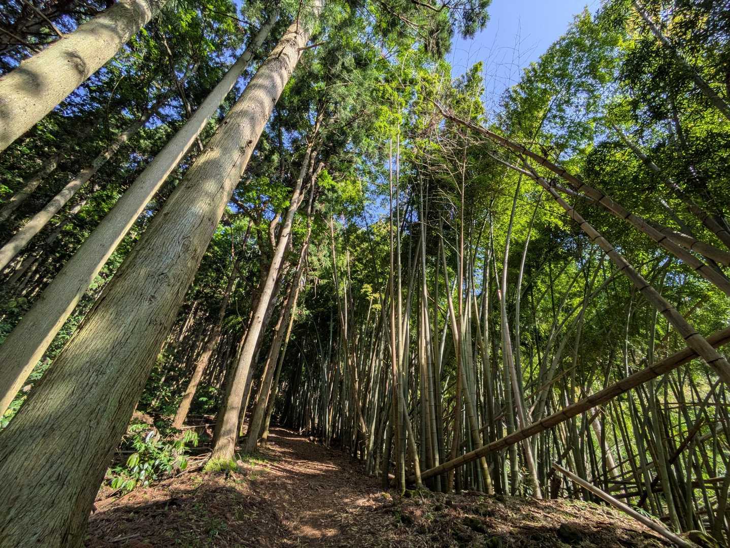 山道の右側は竹林で左側は杉林
🌲珍しいですね