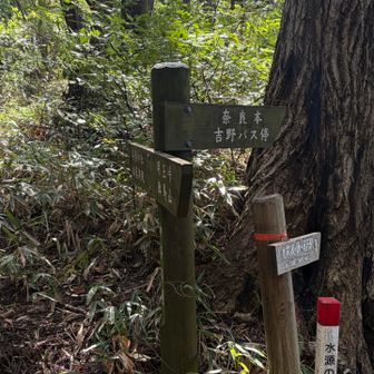 相模湖の与瀬神社へと下る道と分岐