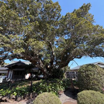 写真じゃ伝わりにくいけど、凄い迫力あるヤマモモの木🪾