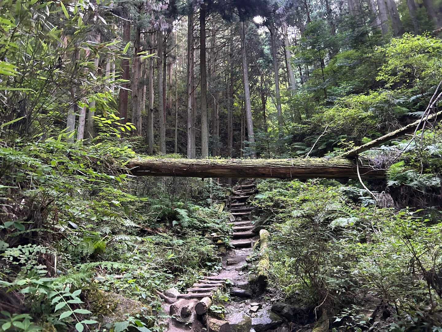 関西人気No.1の金剛山。豊かな緑と清流に包まれる癒やしの日帰り山旅の写真