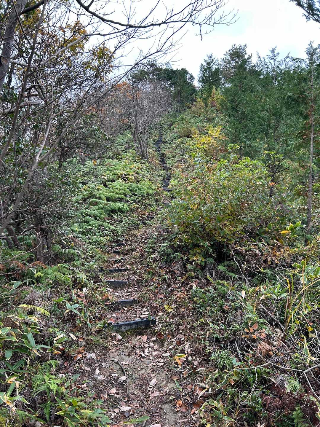 この階段、大山行者コース並みの急階段でした🤣