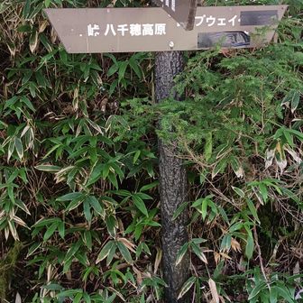 ｢麦草｣が消えている