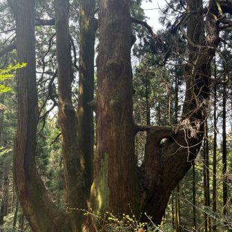 行きたいところ②
森のシンボル大和の大杉。すごいスケール感！

若杉山は名もなき大杉がたくさんあるんです🌲