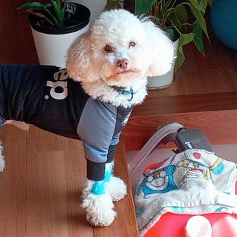 三月ふくうさぎ