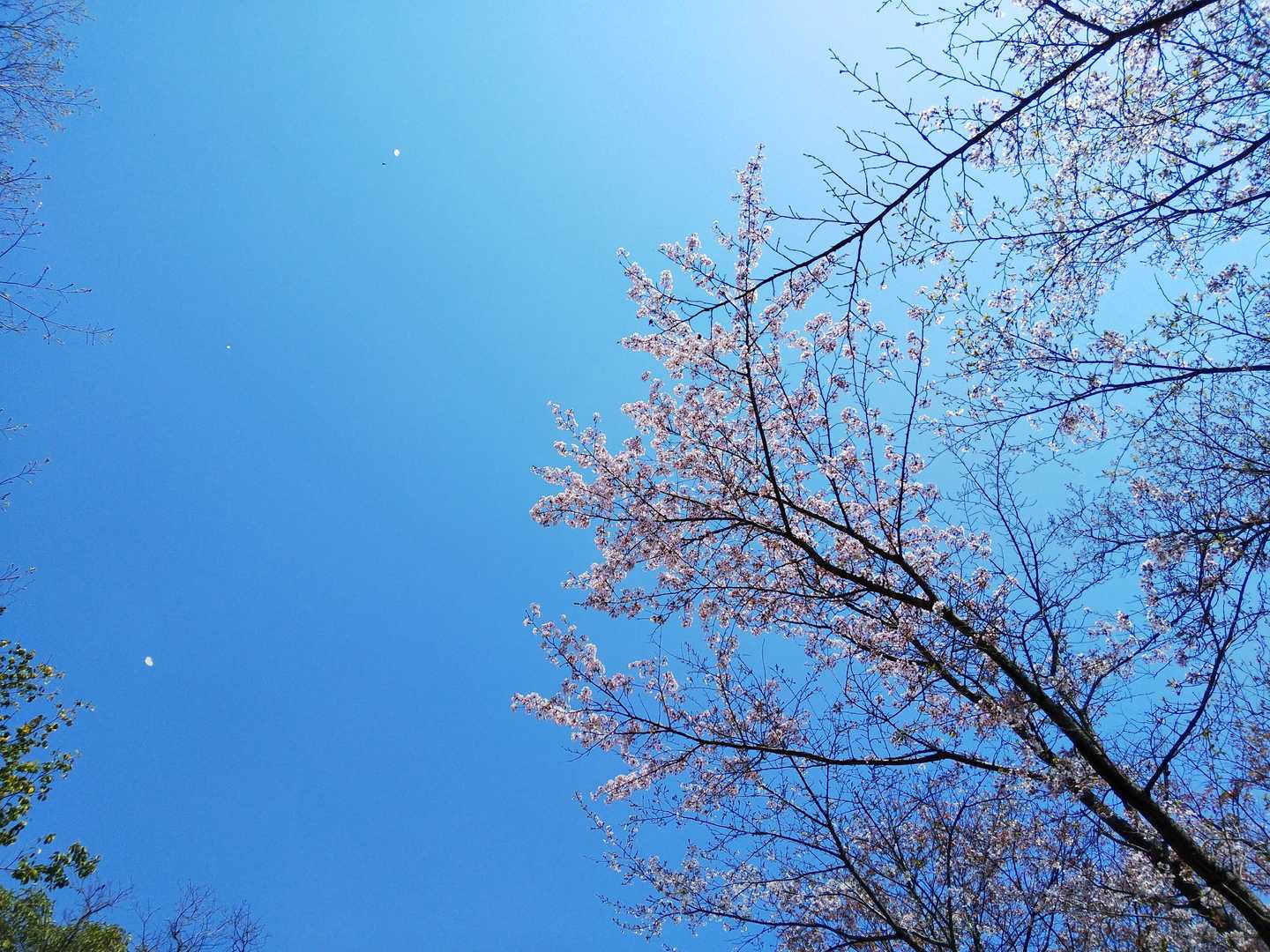 見上げると✨花びらが舞ってる～🎶 ２枚しか写ってないけど😅