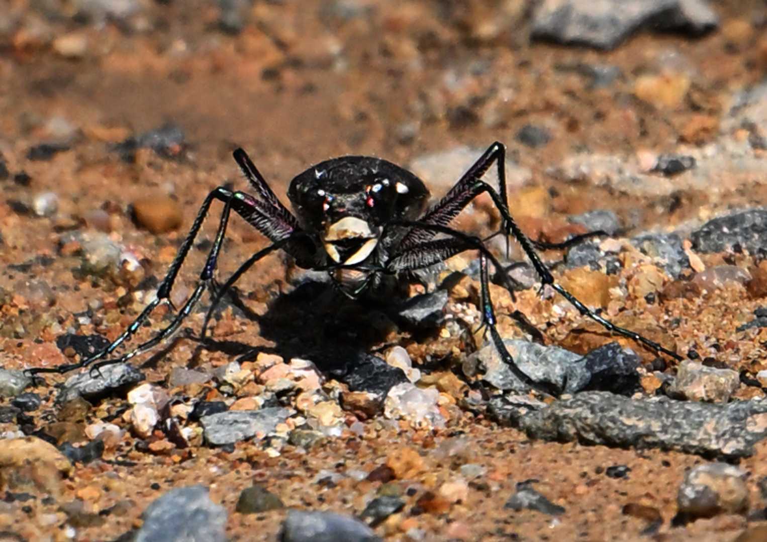 睨んでたのはニワハンミョウ