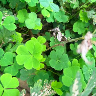 よく見ると四葉のクローバーがありますよクローバー🍀