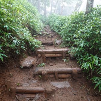 樹林帯の中を行く。ぬかるんでいるので階段はありがたい（反面、足を上げるのがつらい）